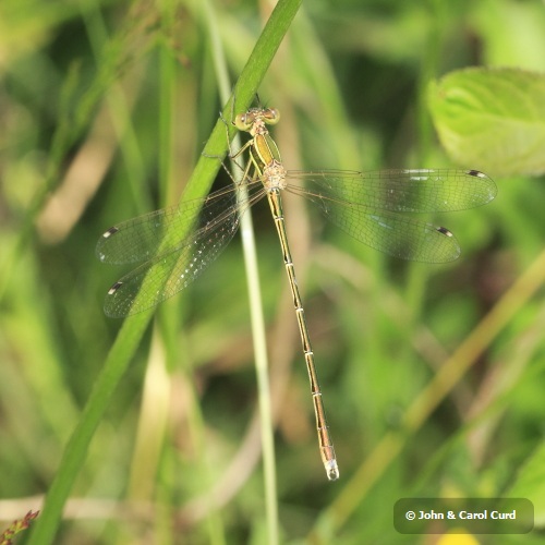 _MG_2343 Lestes barbarus.JPG